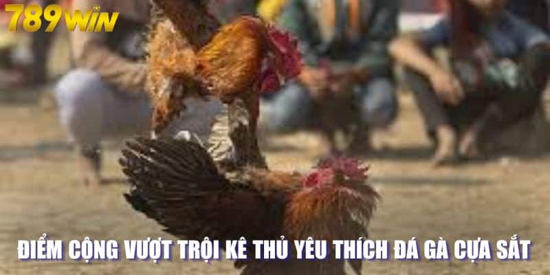 Điểm cộng vượt trội kê thủ yêu thích đá gà cựa sắt