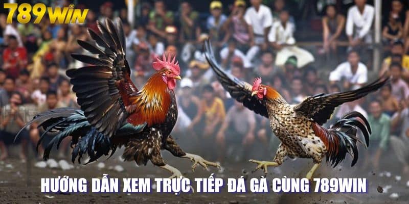 Hướng dẫn xem trực tiếp đá gà cùng 789WIN