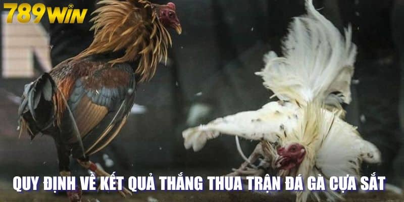 Quy định về kết quả thắng thua trận đá gà cựa sắt 