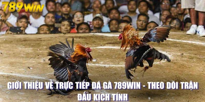 Trực Tiếp Đá Gà 789WIN - Theo Dõi Trận Đấu Kịch Tính